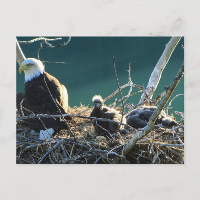 Cartão Postal Família BEF Bald Eagle (Frente)