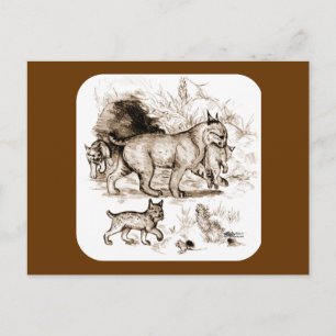 Cartão Postal Família Bobcat