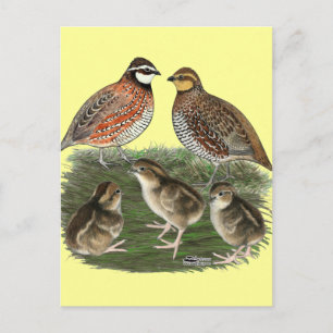 Cartão Postal Família Bobwhite Quail