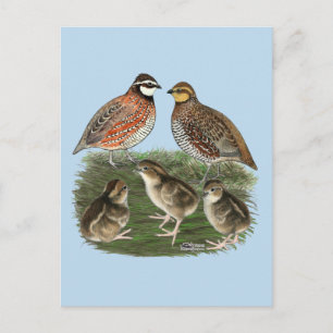 Cartão Postal Família Bobwhite Quail