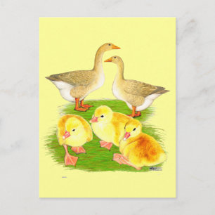 Cartão Postal Família Buff Goose