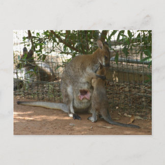 Cartão Postal Família Cangaroo