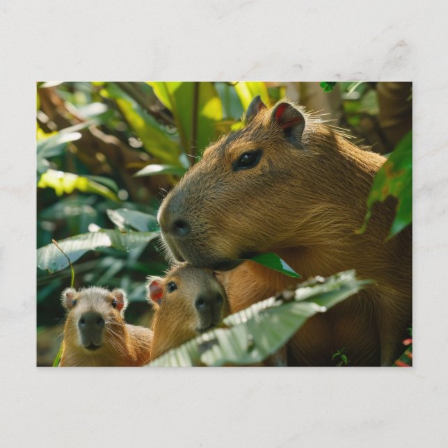 Cartão Postal Família Capybara em Habitat Tropical (Frente)