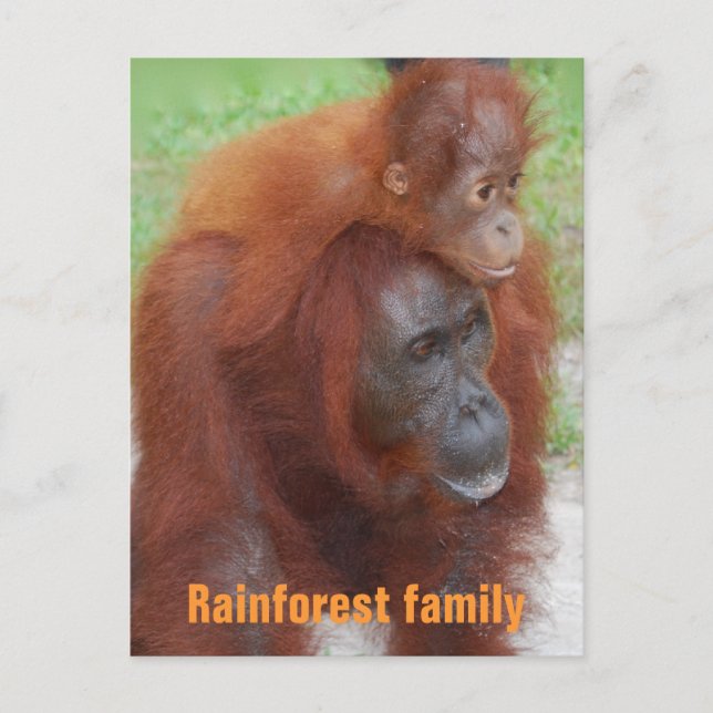 Cartão Postal Família da Floresta Tropical de Kalimantan Indonés (Frente)
