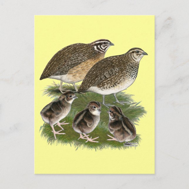 Cartão Postal Família de Codorniz Coturnix (Frente)