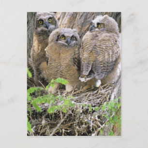 Cartão Postal Família de filhotes de coruja-real (Bubo virginian