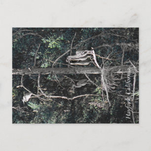 Cartão Postal Família de Garças...