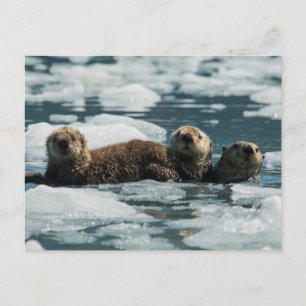 Cartão Postal Família de Lontras Marinhas