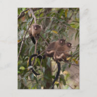 Família de macacos do Marmoset