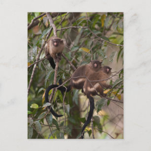 Cartão Postal Família de macacos do Marmoset