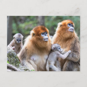 Cartão Postal Família de Macacos Narigudos Dourados