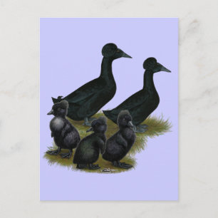 Cartão Postal Família de Patos Negra