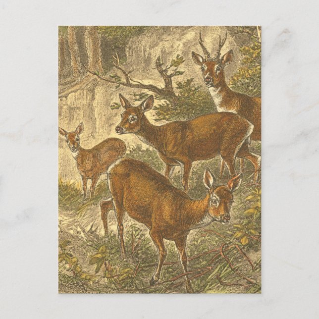 Cartão Postal Família de veados em uma floresta (Frente)