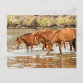 Cartão Postal Família do Cavalo Marrom no rio