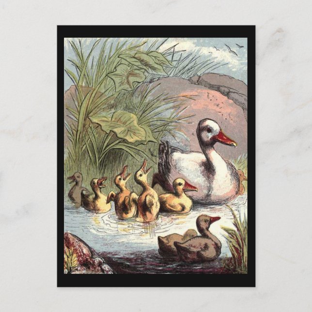 Cartão Postal Família Duck (Frente)