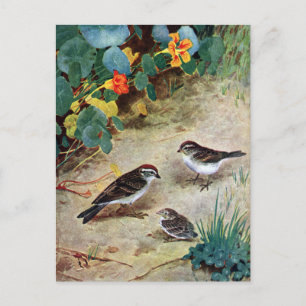 Cartão Postal Família e Nastúrbios do Chipset Sparrow