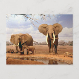 Cartão Postal Família Elefante