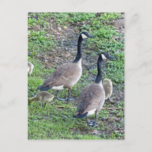 Cartão Postal Família Geese Canadense