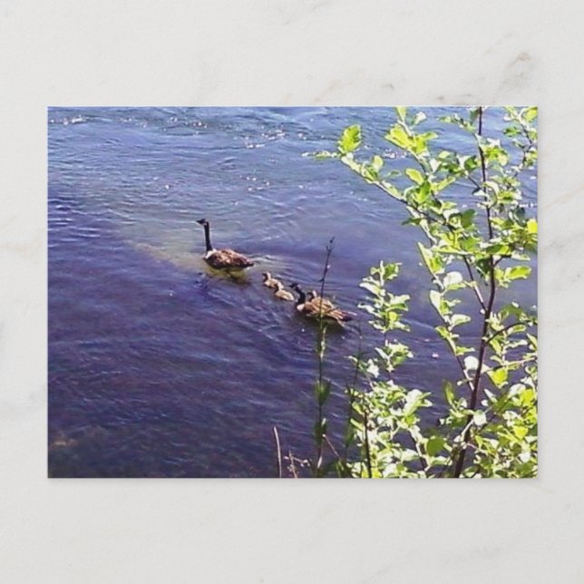 Cartão Postal Família Geese Canadense (Frente)