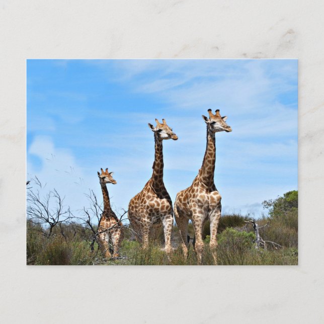 Cartão Postal Família Giraffe (Frente)