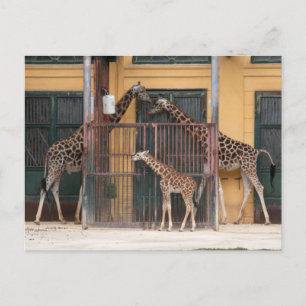Cartão Postal Família Giraffe