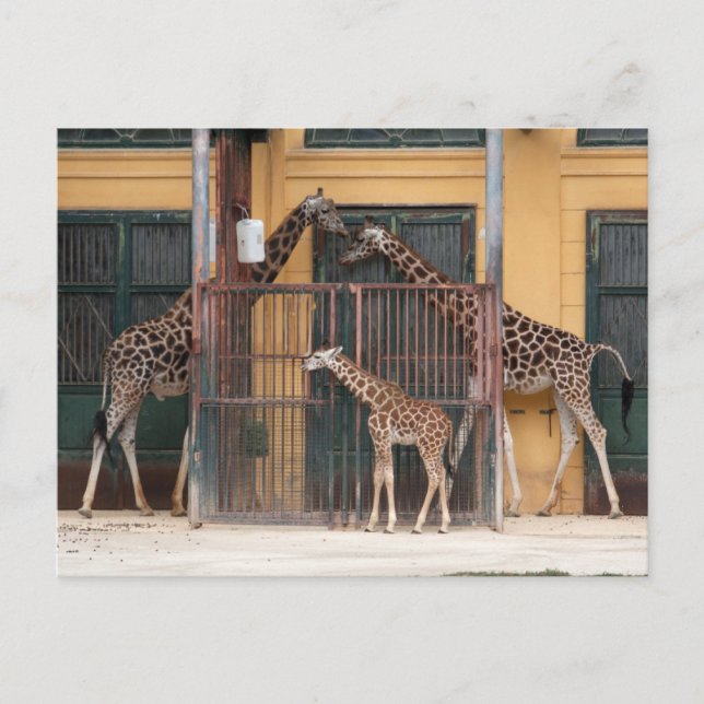 Cartão Postal Família Giraffe (Frente)