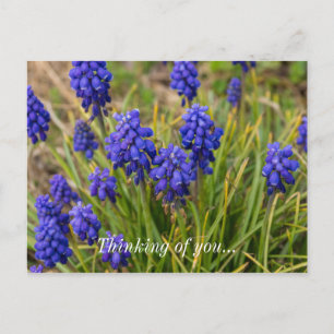 Cartão Postal Família Grape Hyacinths