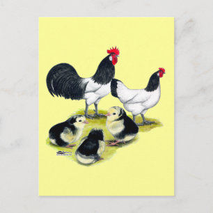 Cartão Postal Família Lakenvelder Chicken