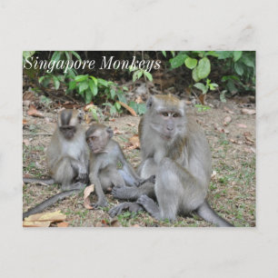 Cartão Postal Família Macaco de Singapura