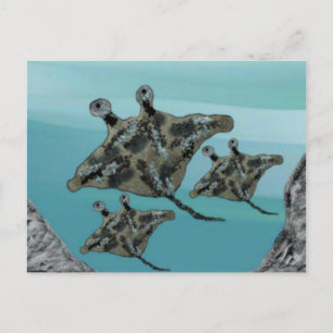 Cartão Postal Família Manta Ray