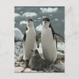 Cartão Postal Família Penguin