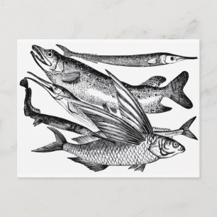 Cartão Postal Família Pike - Peixe