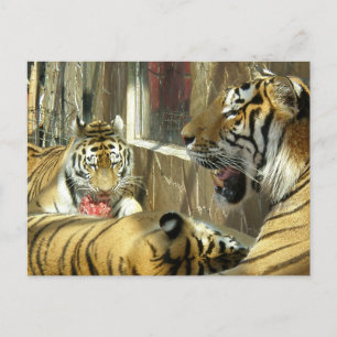 Cartão Postal Família que janta tigres no zoológico