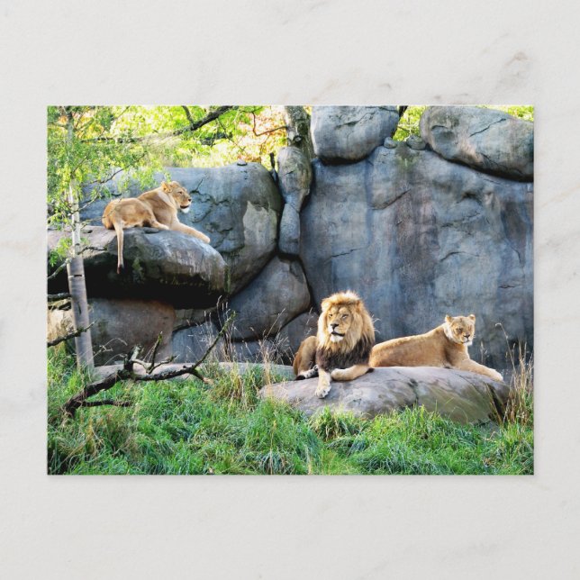 Cartão Postal Família Real (Frente)