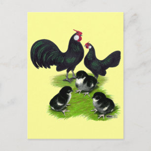 Cartão Postal Família Rosecomb Black Bantam