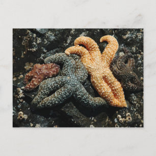 Cartão Postal Família Sea Star