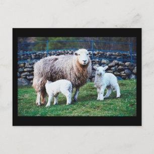 Cartão Postal Família Sheep