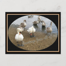 Cartão Postal Família Swan