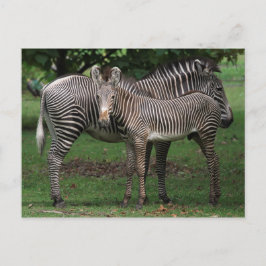 Cartão Postal Família Zebra
