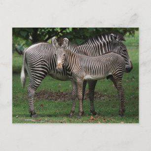 Cartão Postal Família Zebra