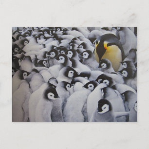 Cartão Postal Familie Kaiserpinguine - Postkarte