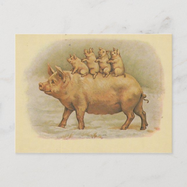 Cartão Postal Famille de cochon (Frente)