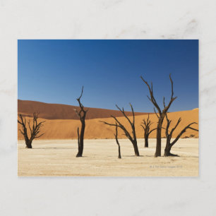 Cartão Postal famoso Deadvlei com árvores mortos, deserto 3