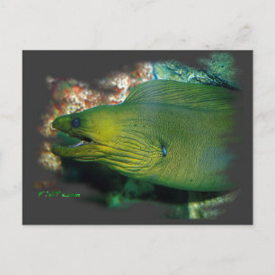 Cartão Postal Famosos Green Moray Eel
