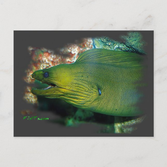 Cartão Postal Famosos Green Moray Eel (Frente)