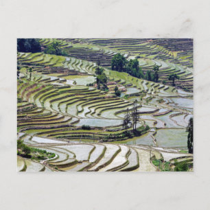 Cartão Postal Famosos terraços de arroz yuanyang - Yunnan, Chin