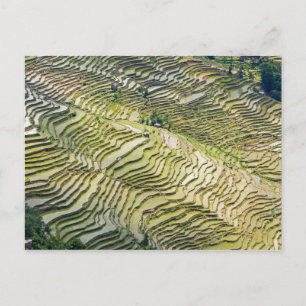 Cartão Postal Famosos terraços de arroz yuanyang - Yunnan, China