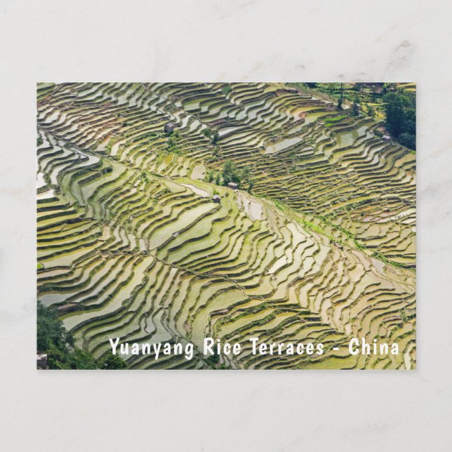 Cartão Postal Famosos terraços de arroz yuanyang - Yunnan, China (Frente)