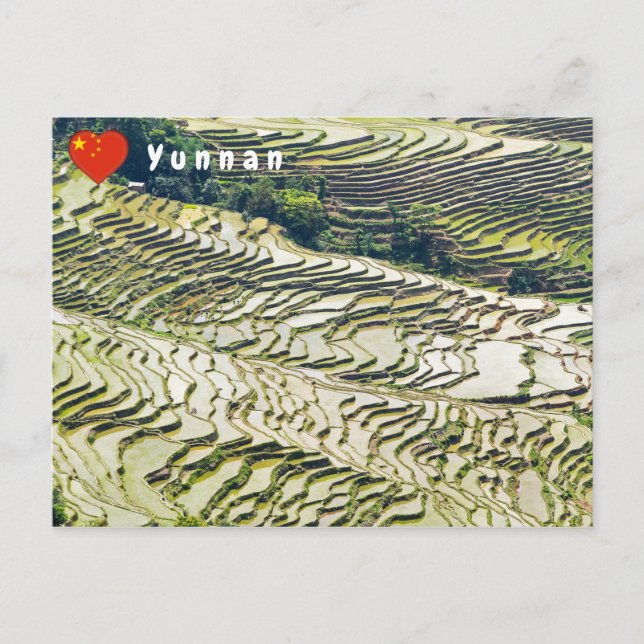 Cartão Postal Famosos terraços de arroz yuanyang - Yunnan, China (Frente)