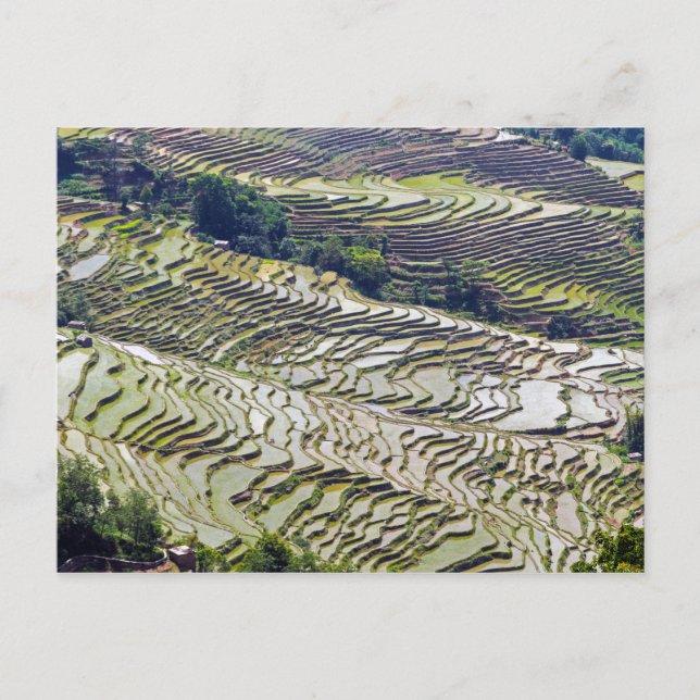 Cartão Postal Famosos terraços de arroz yuanyang - Yunnan, China (Frente)